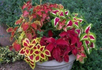 彩叶草是一年生还是多年生