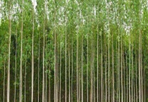 桉树的危害有哪些？详细介绍