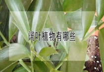 阔叶植物有哪些？