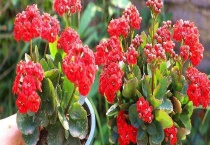 巴黎花和长寿花有什么不同 附长寿花的繁殖多久？