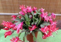 立春后能嫁接蟹爪兰吗？