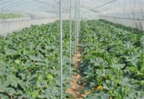 如何促进冬季大棚蔬菜花芽分化