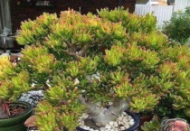 吸财树怎么养成老桩