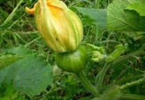 南瓜花是两性花吗？