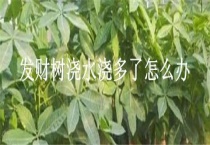 发财树浇水浇多了怎么办？