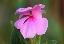 五叶梅放卧室有毒吗？