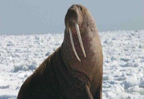 海象吃什么 分别介绍生活和繁殖习性