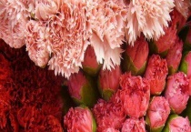 康乃馨什么时候开花 康乃馨怎么保鲜