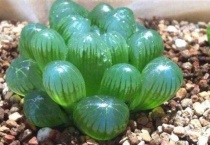 玉露无根怎么诱根