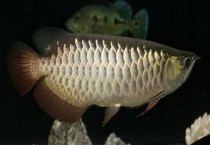 澳洲星点龙鱼值得养么