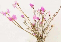 干支的杜鹃怎么能开花