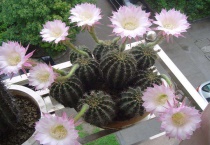 仙人掌是花吗？