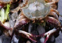 梭子蟹死了能吃了吗 附梭子蟹的做法