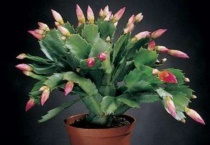 蟹爪兰摘芽后怎么不长花苞