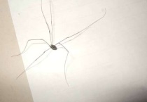 腿特别长的蜘蛛