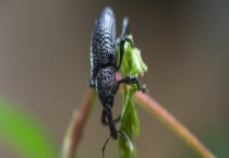 氯氰菊酯能杀什么虫