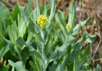 清明菜是不是艾叶 清明菜和艾叶是什么？