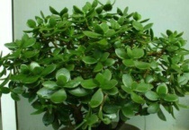 玉树受冻趴下了怎么办？