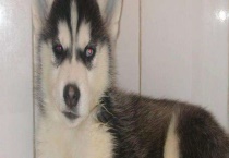 哈士奇会不会咬人？哈士奇咬人怎么办？