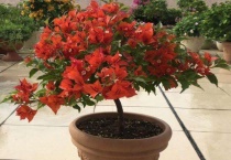 三角梅桑巴的特点