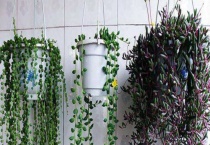 养紫玄月的好处是什么？