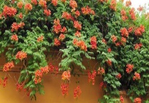 哪些藤蔓植物适合种在庭院中 这些植物有什么特点