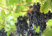 葡萄叶子发黄怎么办？