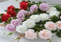 插月季枝生根的小窍门