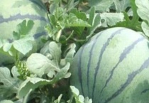 西瓜是藤本植物吗？