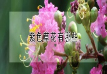 紫色草花有哪些？