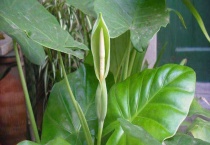 种植滴水观音有啥好处 详细介绍