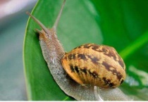 蜗牛喜欢吃什么？