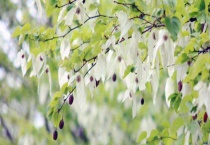 珙桐花什么时候开？生长习性是什么？