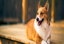 怎么给家里养的狗消毒 又该怎么除味