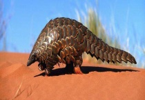 穿山甲是几级保护动物 附穿山甲的生活习性和种群分布