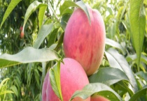 桃树结果需要多少年 桃树的繁殖方式有哪些？