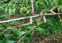 桃树秋剪的时间与多久？