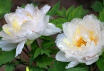 牡丹花没有花苞怎么办？