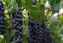 葡萄的上市时间 关于巨峰葡萄的主要产地