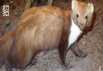 黄鼠狼和貂的区别？ 体型、产地和保护级别都有区别？