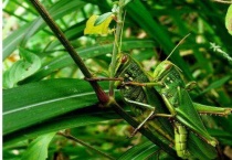 尖头绿蚂蚱的特点