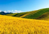 永久基本农田包括哪些地类