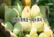酸梅和青梅是一种水果吗？