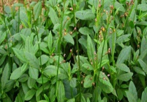 土人参的叶子可不可以吃 土人参有哪些种植多久？