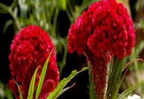 鸡冠花什么时候开花 鸡冠花花期管理