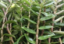 霍山石斛怎么分辨好坏