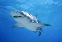 鲨鱼的种类和习性