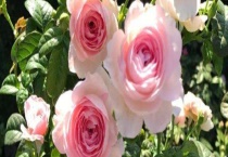 藤本月季越冬方法 注意落叶之前进行稍微的修剪