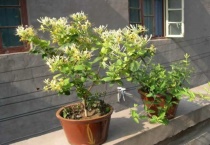 金银花盆景怎么做？