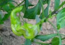 辣椒要打顶吗？